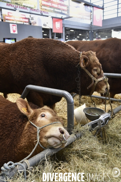 Salon de l Agriculture à Paris. Agricultural show in Paris.