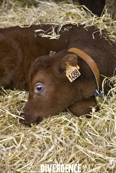 Salon de l Agriculture à Paris. Agricultural show in Paris.