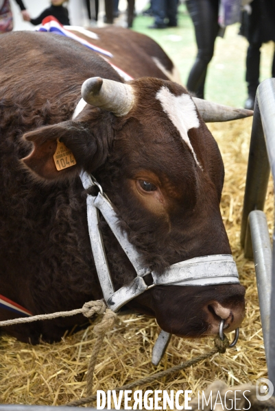 Salon de l Agriculture à Paris. Agricultural show in Paris.