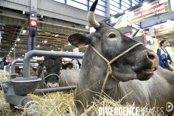 Salon de l Agriculture à Paris. Agricultural show in Paris.