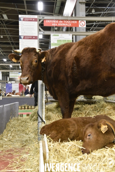 Salon de l Agriculture à Paris. Agricultural show in Paris.