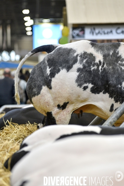 Salon de l Agriculture à Paris. Agricultural show in Paris.