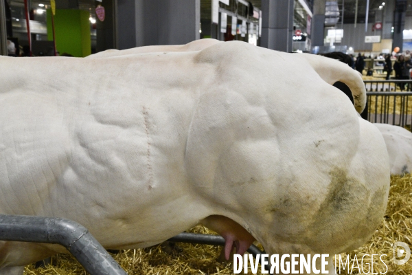 Salon de l Agriculture à Paris. Agricultural show in Paris.