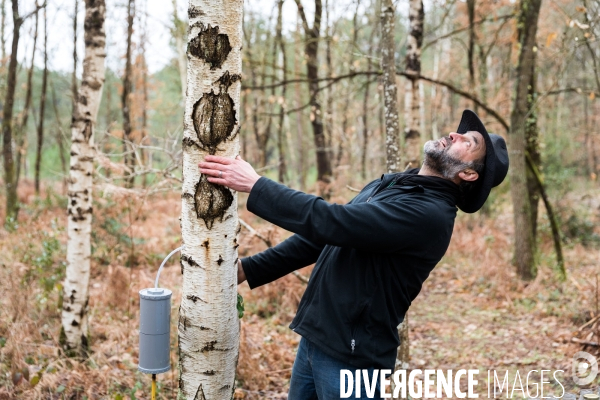 Récolte de sève de bouleau dans la Sarthe