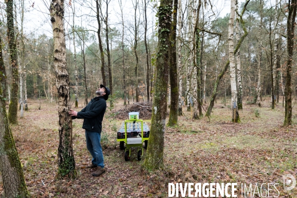 Récolte de sève de bouleau dans la Sarthe