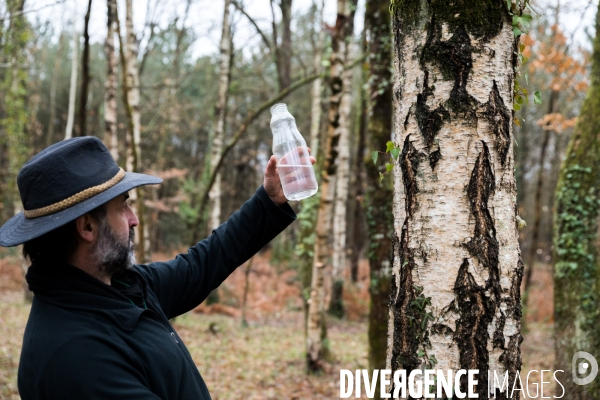 Récolte de sève de bouleau dans la Sarthe