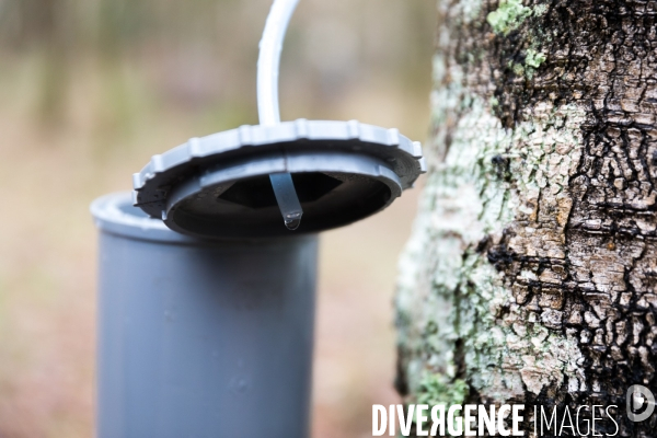 Récolte de sève de bouleau dans la Sarthe