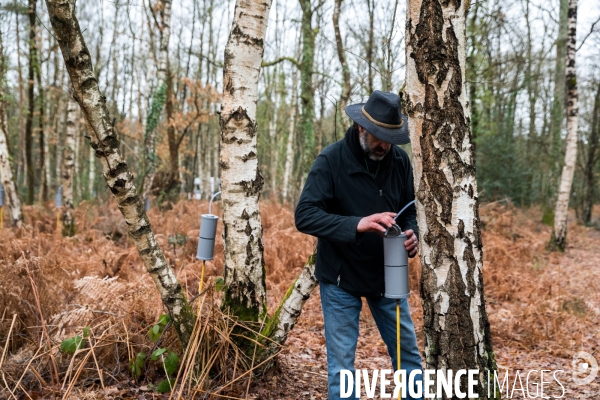 Récolte de sève de bouleau dans la Sarthe