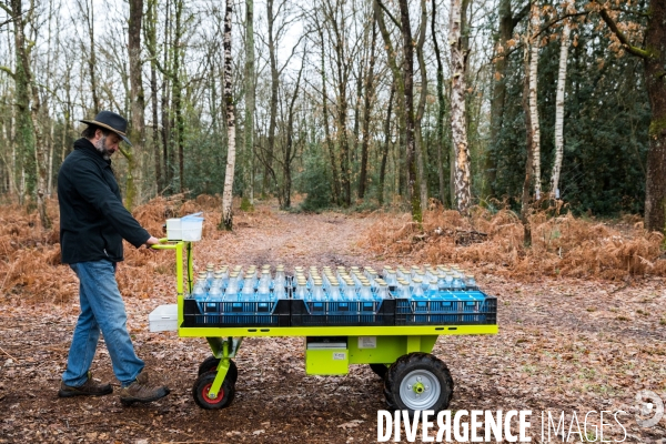 Récolte de sève de bouleau dans la Sarthe