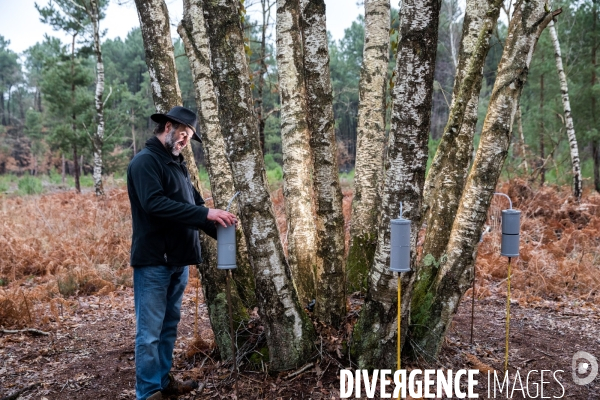 Récolte de sève de bouleau dans la Sarthe