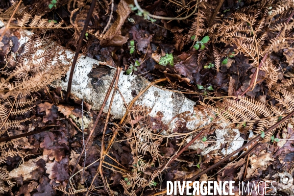 Récolte de sève de bouleau dans la Sarthe