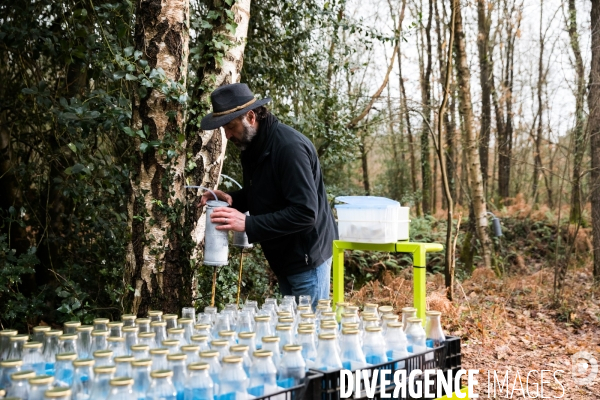 Récolte de sève de bouleau dans la Sarthe
