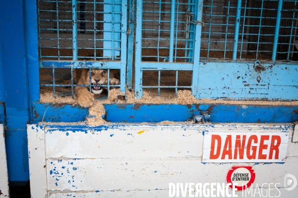 Animal de cirque