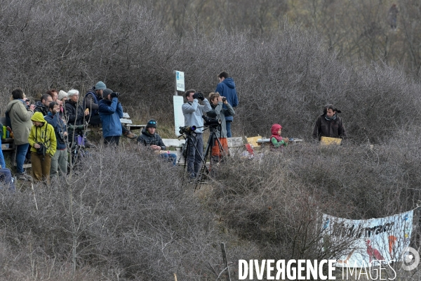 Le comptage des oiseaux migrateurs par la LPO