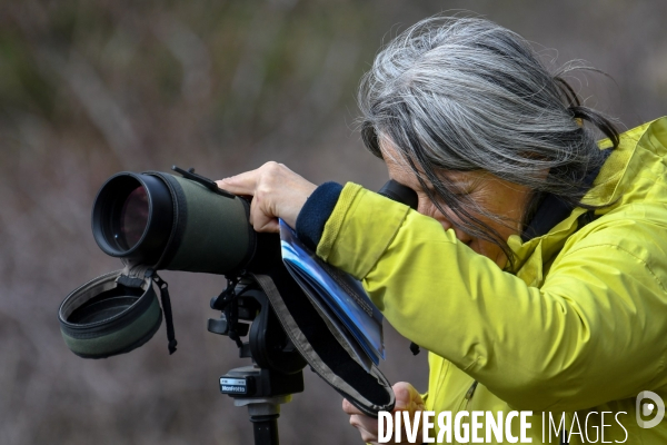 Le comptage des oiseaux migrateurs par la LPO
