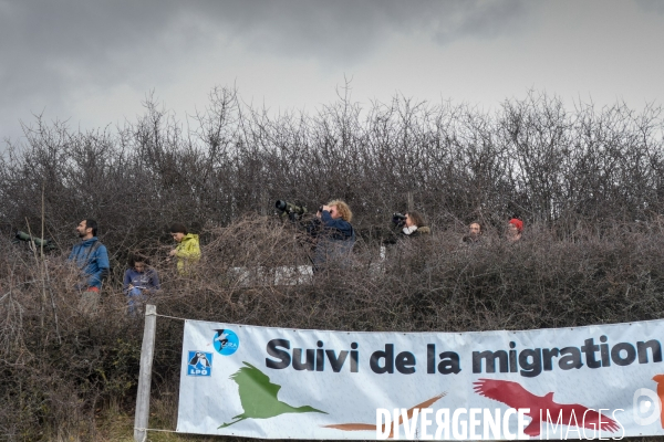 Le comptage des oiseaux migrateurs par la LPO