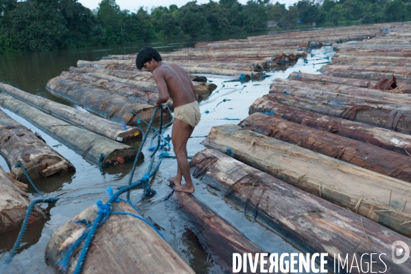 Huile de palme : entre développement économique et déforestation