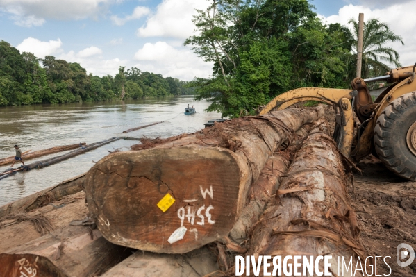 Huile de palme : entre développement économique et déforestation