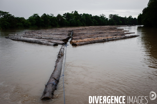 Huile de palme : entre développement économique et déforestation