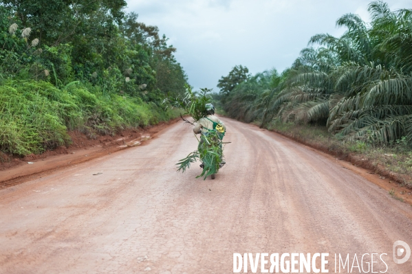 Huile de palme : entre développement économique et déforestation