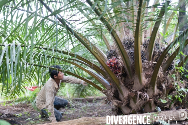 Huile de palme : entre développement économique et déforestation