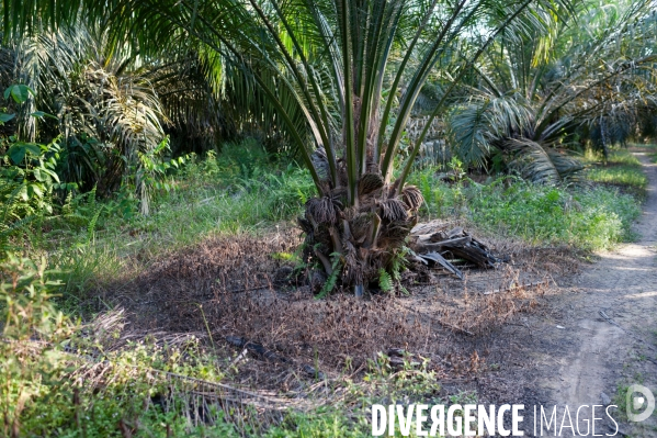 Huile de palme : entre développement économique et déforestation