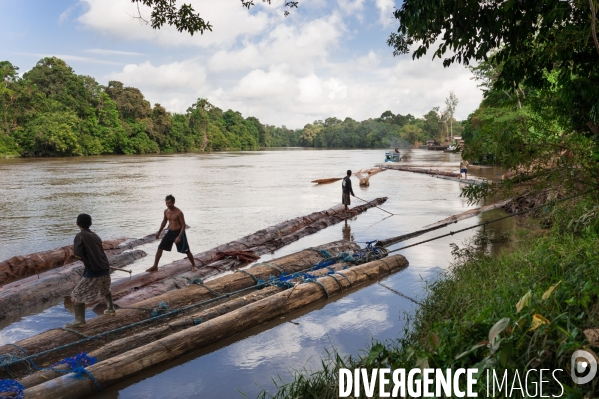 Huile de palme : entre développement économique et déforestation