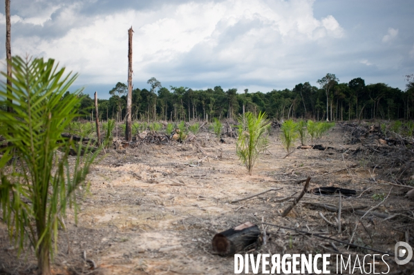 Huile de palme : entre développement économique et déforestation