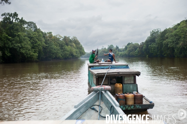 Huile de palme : entre développement économique et déforestation