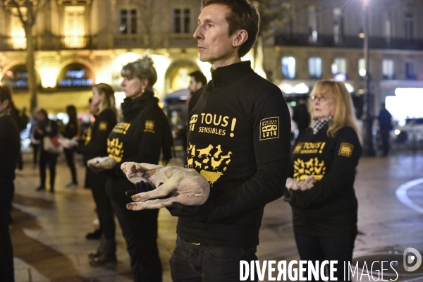 Cause animale : Journée internationale sans viande. Action L214   l élevage tue  . Animals rights.