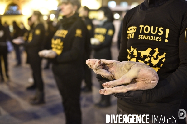 Cause animale : Journée internationale sans viande. Action L214   l élevage tue  . Animals rights.