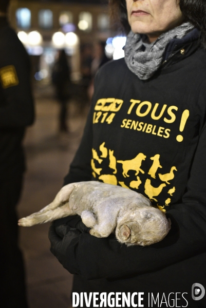 Cause animale : Journée internationale sans viande. Action L214   l élevage tue  . Animals rights.