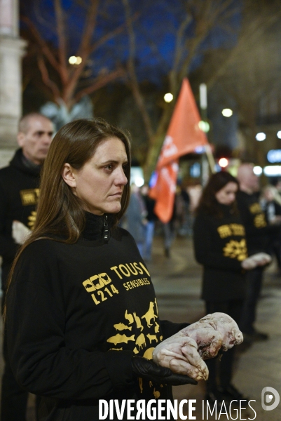 Cause animale : Journée internationale sans viande. Action L214   l élevage tue  . Animals rights.