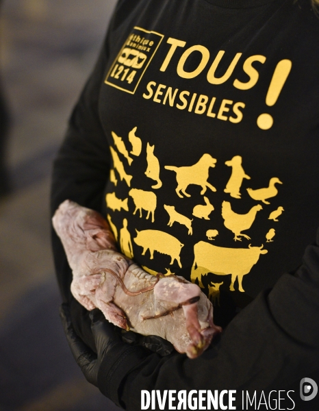 Cause animale : Journée internationale sans viande. Action L214   l élevage tue  . Animals rights.