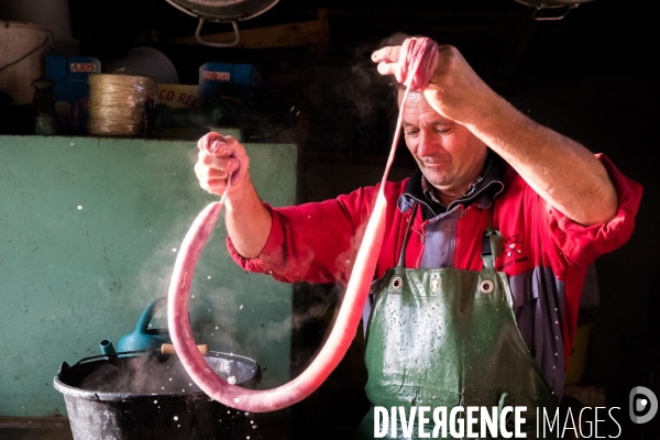 Des cochons et des hommes