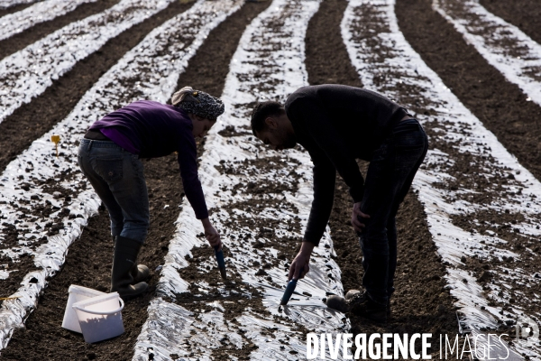 Les Potagers de Marcoussis, entreprise solidaire d utilité sociale de maraichage bio et conserverie.
