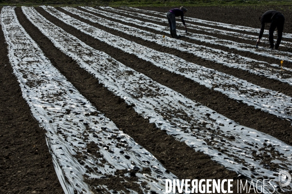 Les Potagers de Marcoussis, entreprise solidaire d utilité sociale de maraichage bio et conserverie.