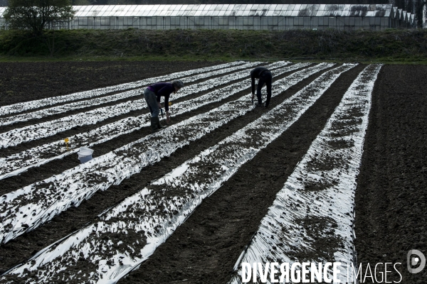 Les Potagers de Marcoussis, entreprise solidaire d utilité sociale de maraichage bio et conserverie.