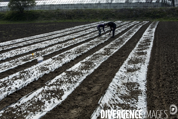 Les Potagers de Marcoussis, entreprise solidaire d utilité sociale de maraichage bio et conserverie.