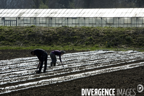 Les Potagers de Marcoussis, entreprise solidaire d utilité sociale de maraichage bio et conserverie.