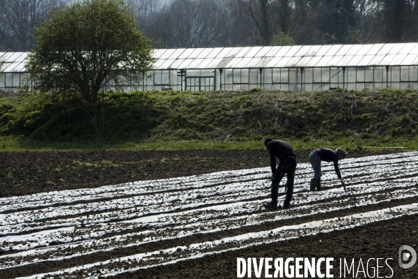 Les Potagers de Marcoussis, entreprise solidaire d utilité sociale de maraichage bio et conserverie.