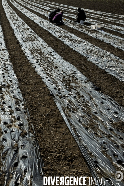 Les Potagers de Marcoussis, entreprise solidaire d utilité sociale de maraichage bio et conserverie.