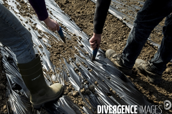 Les Potagers de Marcoussis, entreprise solidaire d utilité sociale de maraichage bio et conserverie.