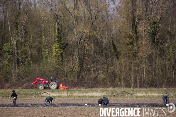 Les Potagers de Marcoussis, entreprise solidaire d utilité sociale de maraichage bio et conserverie.