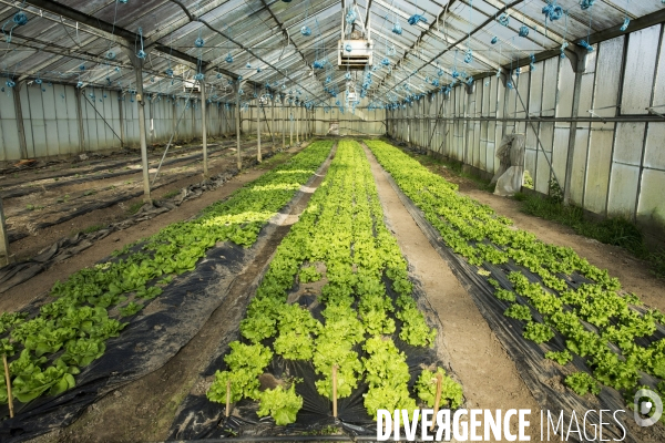 Les Potagers de Marcoussis, entreprise solidaire d utilité sociale de maraichage bio et conserverie.