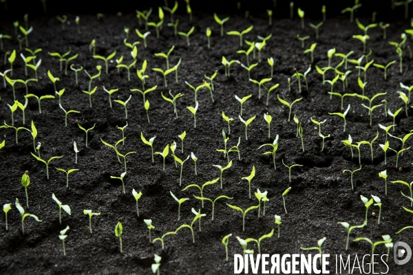 Les Potagers de Marcoussis, entreprise solidaire d utilité sociale de maraichage bio et conserverie.