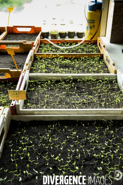 Les Potagers de Marcoussis, entreprise solidaire d utilité sociale de maraichage bio et conserverie.