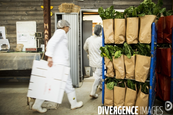 Les Potagers de Marcoussis, entreprise solidaire d utilité sociale de maraichage bio et conserverie.