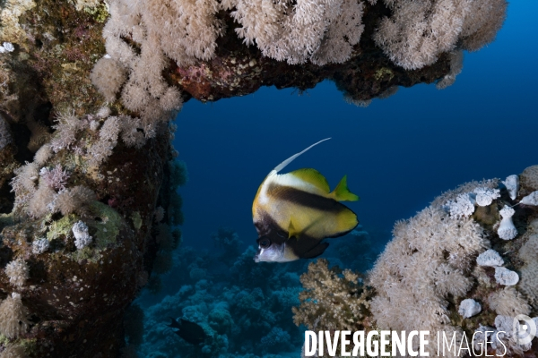 Poisson cocher de Mer Rouge