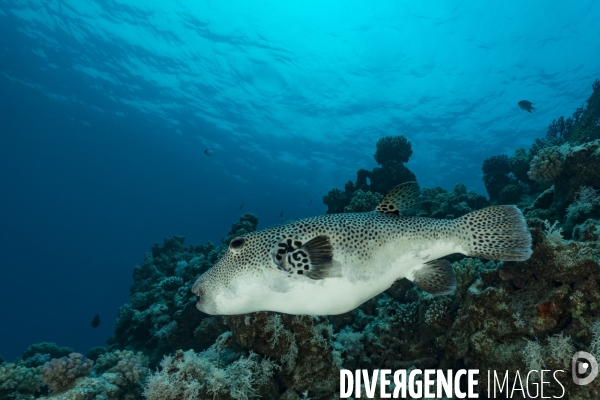 Poisson ballon étoilé (Arothron stellatus)